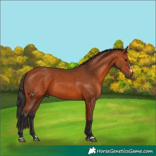 Horse Color:Bay 