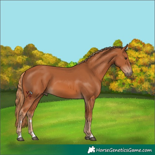 Horse Color:Chestnut 