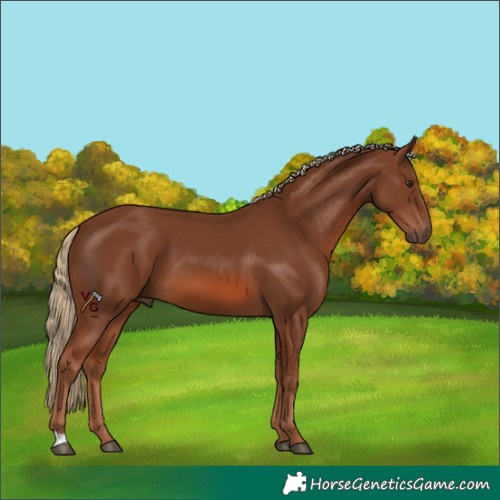 Horse Color:Chestnut 