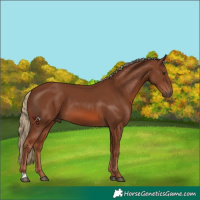 Horse Color:Chestnut 