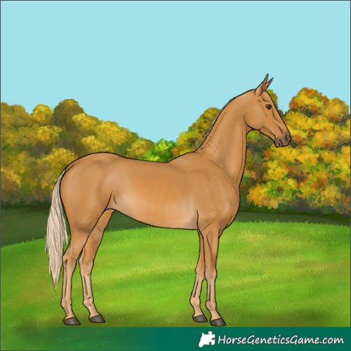 Horse Color:Palomino 