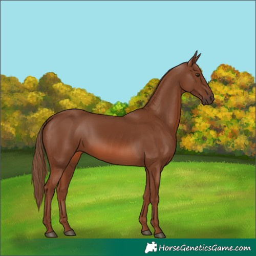 Horse Color:Chestnut 