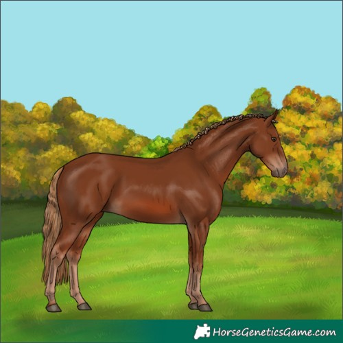 Horse Color:Chestnut 