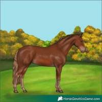 Horse Color:Chestnut 