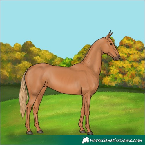 Horse Color:Chestnut 