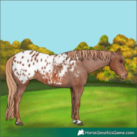 Horse Color:Chestnut Appaloosa 