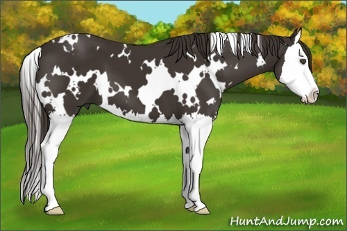 Horse Color:White Spotted Liver Chestnut Splash 