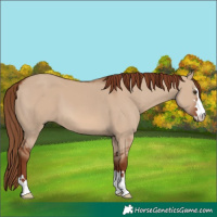 Horse Color:Red Dun 
