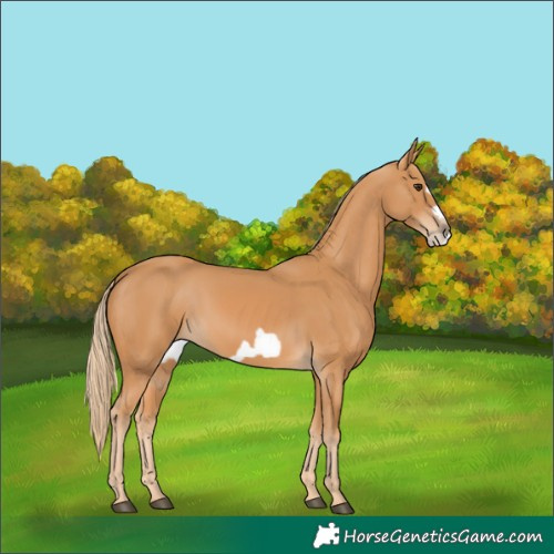Horse Color:Chestnut Frame