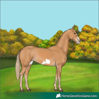 Horse Color:Chestnut Frame