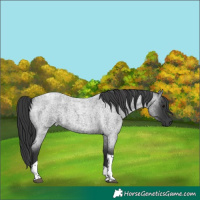 Horse Color:Blue Roan Tobiano