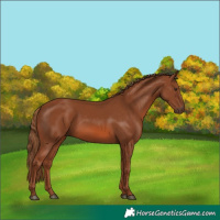 Horse Color:Chestnut 