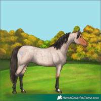 Horse Color:Bay Roan 