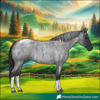 Horse Color:Blue Roan Tobiano 
