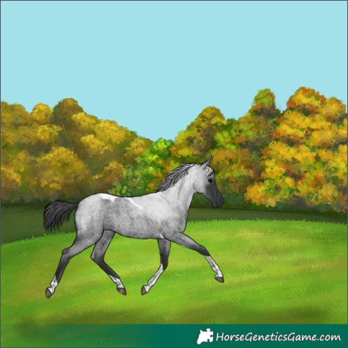 Horse Color:Blue Roan Tobiano 