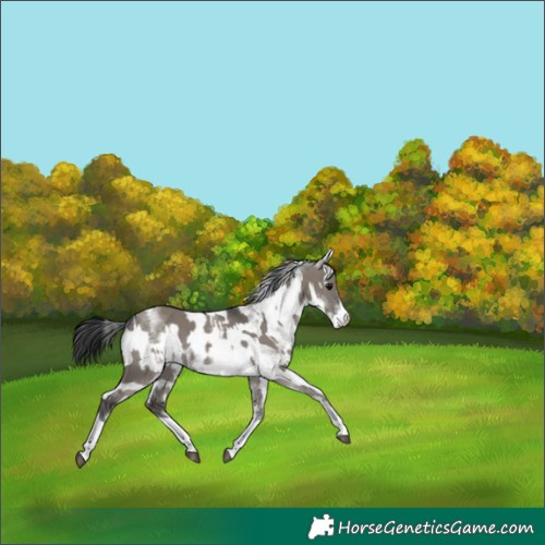Horse Color:White Spotted Grullo Rabicano  and Gray White Spotted Grullo Rabicano 