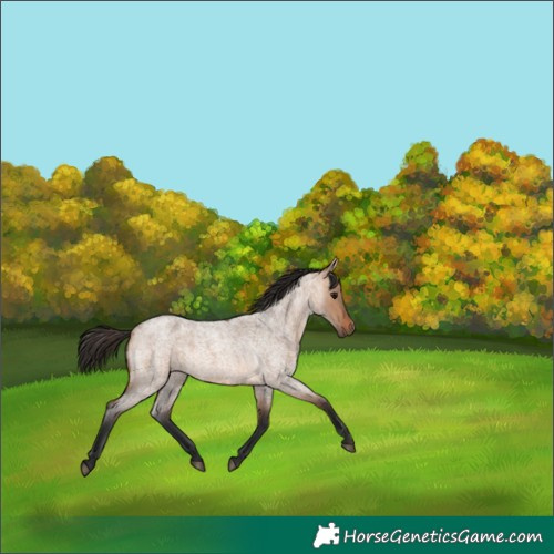 Horse Color:Bay Roan Dun 