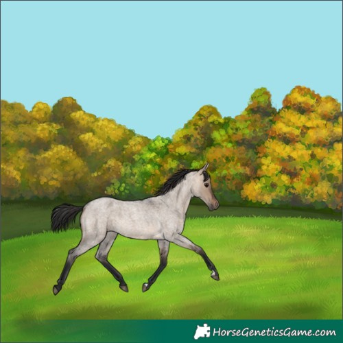 Horse Color:Brown Roan Dun 