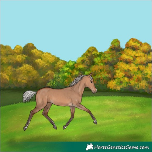 Horse Color:Silver Bay Dun 
