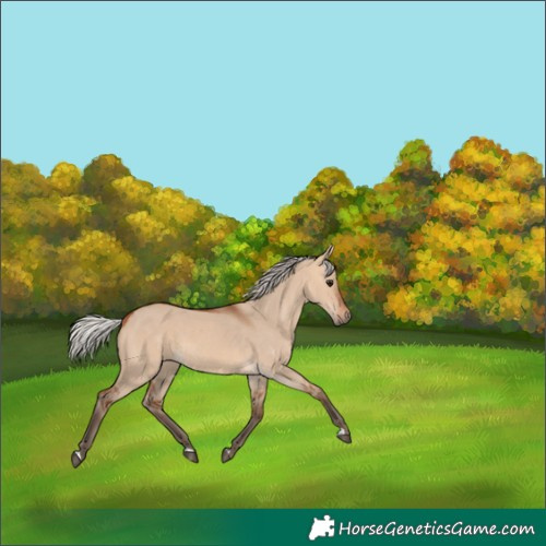 Horse Color:Silver Bay Dun 