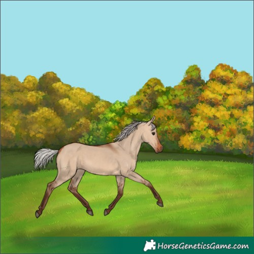 Horse Color:Silver Bay Dun 