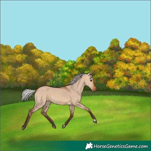 Horse Color:Silver Bay Dun 