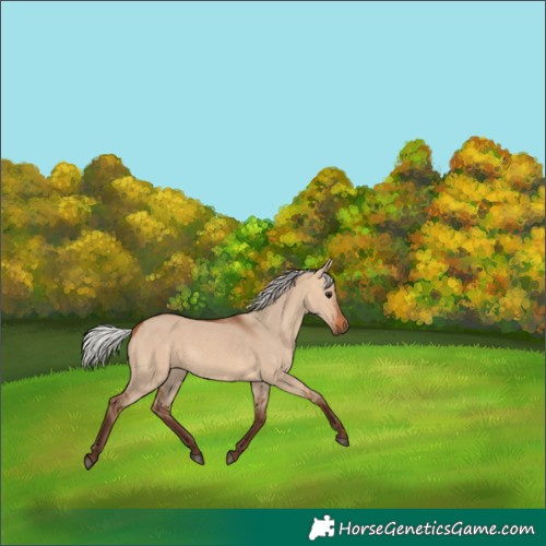 Horse Color:Silver Bay Dun 
