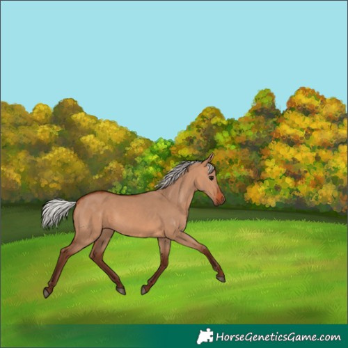 Horse Color:Silver Bay Dun 