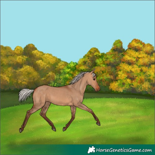 Horse Color:Silver Bay Dun 