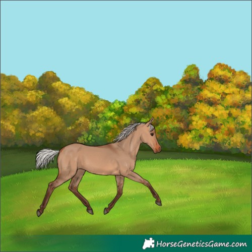 Horse Color:Silver Bay Dun 