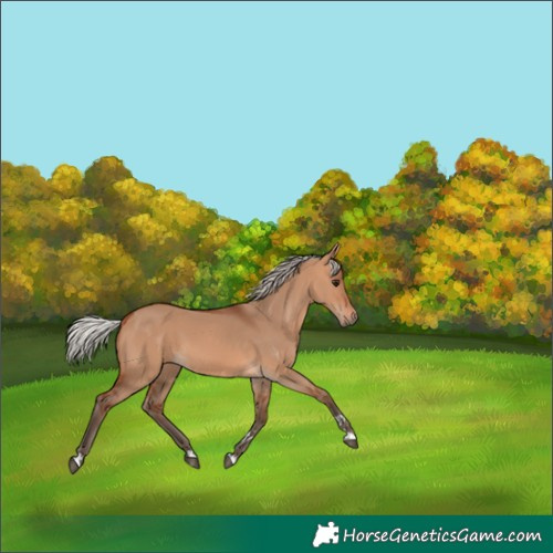 Horse Color:Silver Bay Dun 