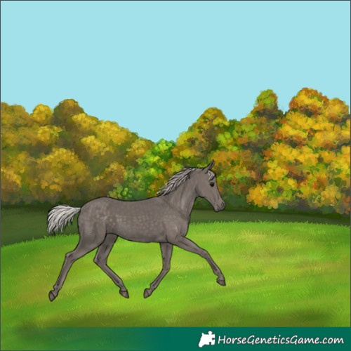 Horse Color:Silver Black 