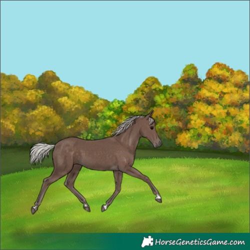 Horse Color:Silver Black 