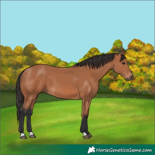 Horse Color:Bay 