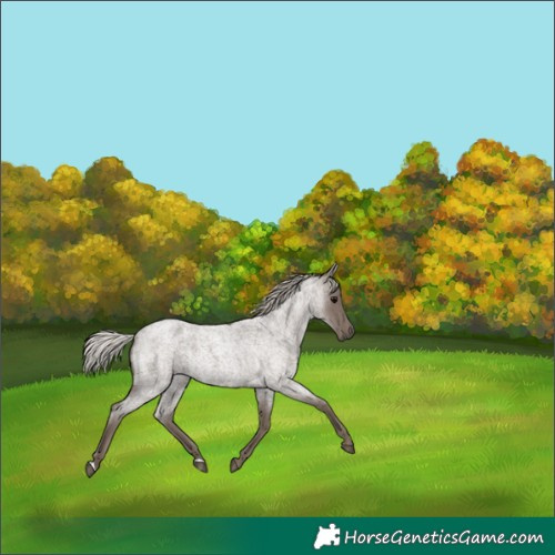 Horse Color:Silver Blue Roan 