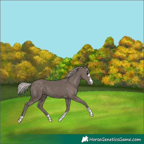Horse Color:Silver Black 