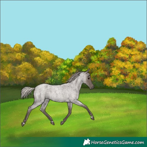 Horse Color:Silver Blue Roan 