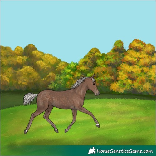 Horse Color:Silver Black 