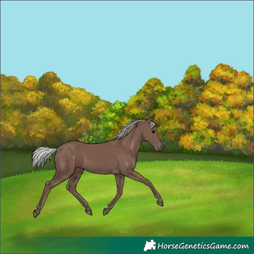 Horse Color:Silver Black 