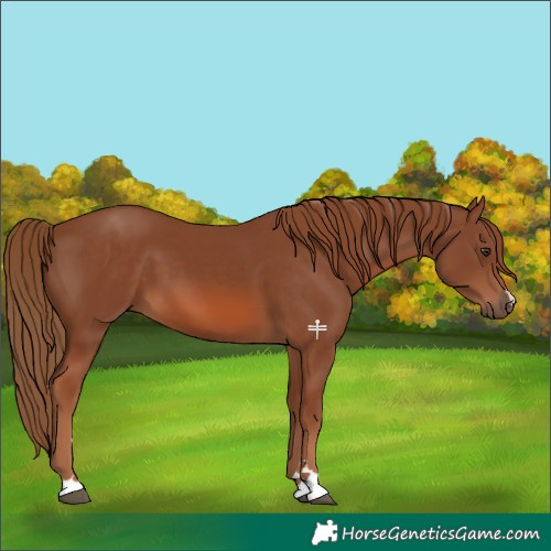 Horse Color:Chestnut 