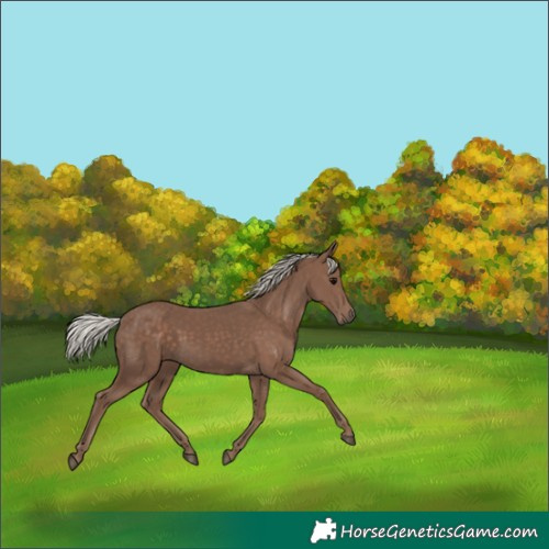 Horse Color:Silver Black 