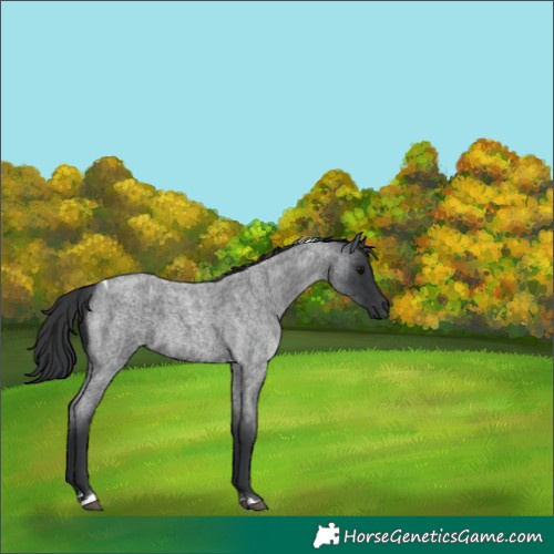 Horse Color:Blue Roan Tobiano 