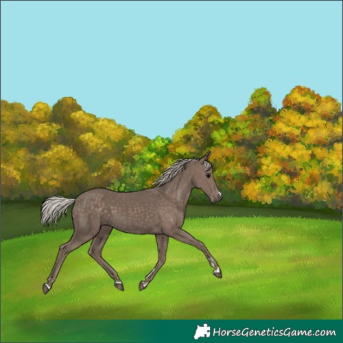 Horse Color:Silver Black 