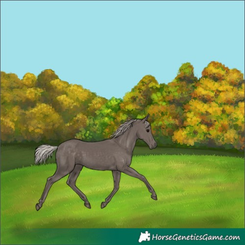 Horse Color:Silver Black 
