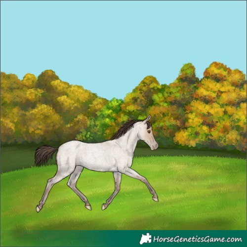 Horse Color:Classic Champagne Roan Dun 