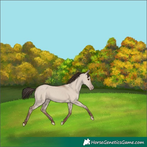 Horse Color:Classic Champagne Dun 
