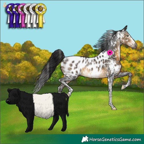 Horse Color:Gray White Spotted Buckskin Sabino Appaloosa Rabicano 