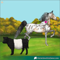 Horse Color:Gray White Spotted Buckskin Sabino Appaloosa Rabicano 