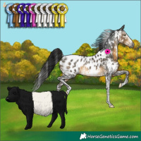Horse Color:Gray White Spotted Buckskin Sabino Blanket Rabicano 