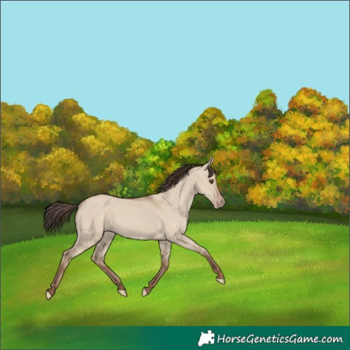 Horse Color:Classic Champagne Dun 